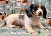 Dottie, a female Dachshund for sale in Springfield, MO – Photo 2 of 10