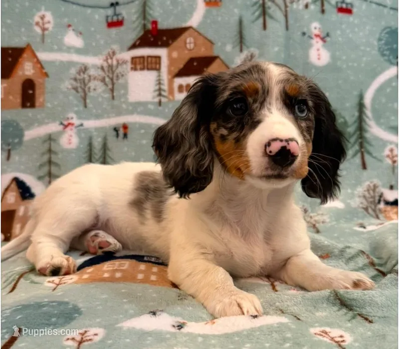 Dottie, a female Dachshund for sale in Springfield, MO – Photo 1 of 10