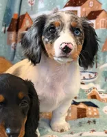 Dottie, a female Dachshund for sale in Springfield, MO – Photo 6 of 10