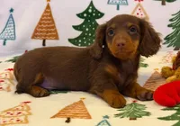 Milo boy, a male Dachshund for sale in Springfield, MO – Photo 5 of 9