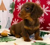 Milo boy, a male Dachshund for sale in Springfield, MO – Photo 3 of 9