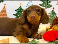 Milo boy, a male Dachshund for sale in Springfield, MO – Photo 2 of 9