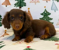 Milo boy, a male Dachshund for sale in Springfield, MO – Photo 9 of 9