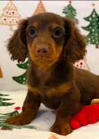 Milo boy, a male Dachshund for sale in Springfield, MO – Photo 4 of 9