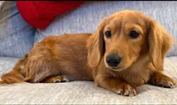 Sammy, a male Miniature Dachshund for sale in Springfield, MO – Photo 2 of 8