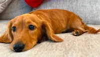Sammy, a male Miniature Dachshund for sale in Springfield, MO – Photo 3 of 8
