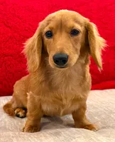 Sammy, a male Miniature Dachshund for sale in Springfield, MO – Photo 6 of 8