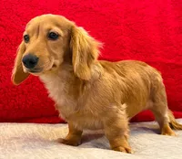 Sammy, a male Miniature Dachshund for sale in Springfield, MO – Photo 4 of 8