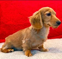 Sammy, a male Miniature Dachshund for sale in Springfield, MO – Photo 5 of 8