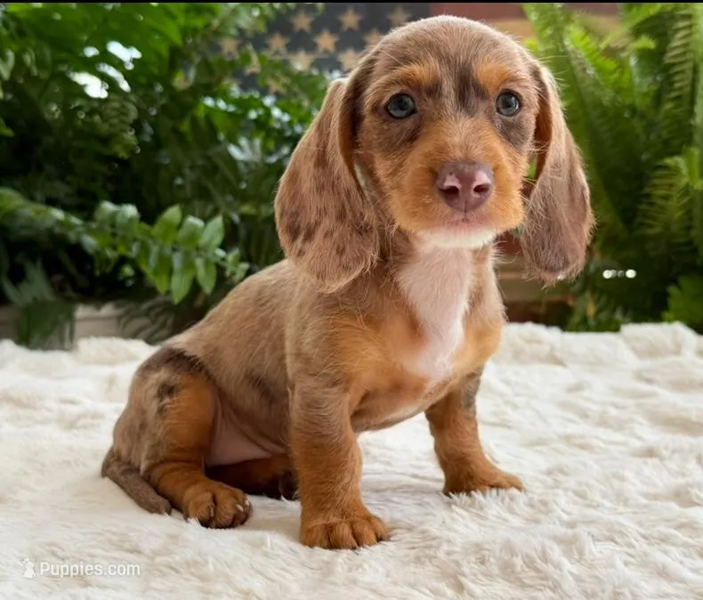 Sally, a female Dachshund for sale in Springfield, MO – Photo 1 of 9