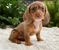 Sally, a female Dachshund for sale in Springfield, MO – Photo 1 of 9