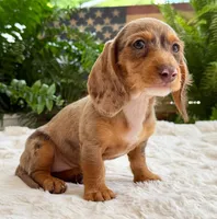 Sally, a female Dachshund for sale in Springfield, MO – Photo 2 of 9