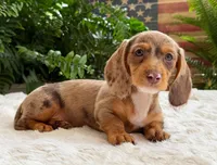 Sally, a female Dachshund for sale in Springfield, MO – Photo 5 of 9