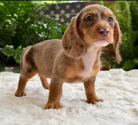 Sally, a female Dachshund for sale in Springfield, MO – Photo 4 of 9