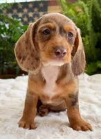 Sally, a female Dachshund for sale in Springfield, MO – Photo 8 of 9