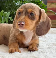 Sally, a female Dachshund for sale in Springfield, MO – Photo 7 of 9