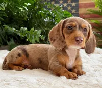 Sally, a female Dachshund for sale in Springfield, MO – Photo 6 of 9