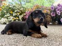 Lilly girl , a female Miniature Dachshund for sale in Joplin, MO – 7 of 10