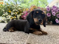 Lilly girl , a female Miniature Dachshund for sale in Joplin, MO – 2 of 10