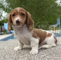 Dottie , a female Dachshund for sale in Joplin, MO – 9 of 10