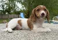 Dottie , a female Dachshund for sale in Joplin, MO – 2 of 10