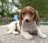 Dottie , a female Dachshund for sale in Joplin, MO – 5 of 10
