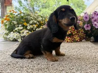 Lilly girl , a female Miniature Dachshund for sale in Joplin, MO – 9 of 10