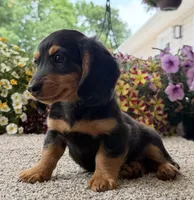 Dexter Boy , a male Miniature Dachshund for sale in Joplin, MO – 9 of 10