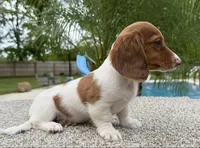 Dottie , a female Miniature Dachshund for sale in Joplin, MO – 8 of 10