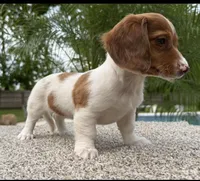 Dottie , a female Miniature Dachshund for sale in Joplin, MO – 9 of 10