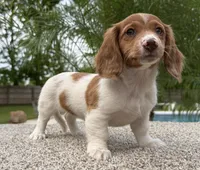 Dottie , a female Miniature Dachshund for sale in Joplin, MO – 3 of 10