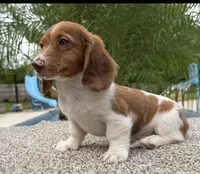 Dottie , a female Miniature Dachshund for sale in Joplin, MO – 7 of 10