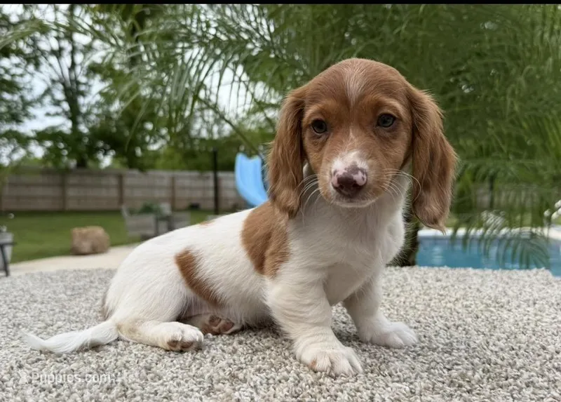 Dottie  – Miniature Dachshund puppy for sale in Joplin, MO
