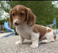 Dottie , a female Miniature Dachshund for sale in Joplin, MO – 2 of 10