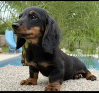 Dash , a male Dachshund for sale in Joplin, MO – 4 of 10