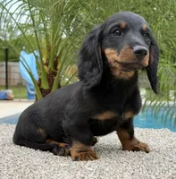 Dash , a male Dachshund for sale in Joplin, MO – 6 of 10