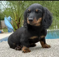 Dash , a male Dachshund for sale in Joplin, MO – 2 of 10