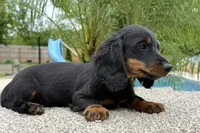 Dash , a male Dachshund for sale in Joplin, MO – 7 of 10