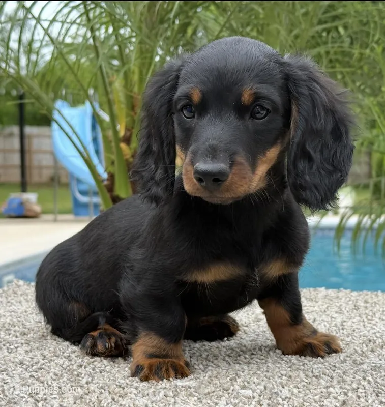Dash  – Dachshund puppy for sale in Joplin, MO