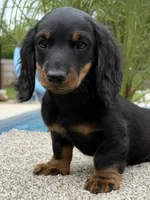 Dash , a male Dachshund for sale in Joplin, MO – 9 of 10