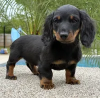 Dash , a male Dachshund for sale in Joplin, MO – 3 of 10