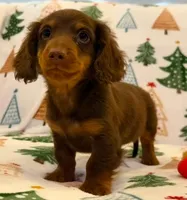 Milo, a male Miniature Dachshund for sale in Springfield, MO – Photo 5 of 10