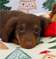 Milo, a male Miniature Dachshund for sale in Springfield, MO – Photo 8 of 10