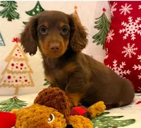 Milo, a male Miniature Dachshund for sale in Springfield, MO – Photo 3 of 10