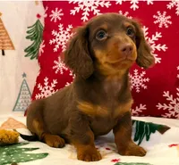 Milo, a male Miniature Dachshund for sale in Springfield, MO – Photo 4 of 10