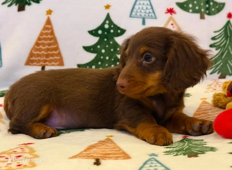 Milo, a male Miniature Dachshund for sale in Springfield, MO – Photo 1 of 10