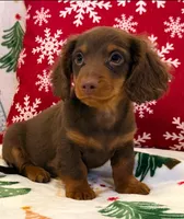 Milo, a male Miniature Dachshund for sale in Springfield, MO – Photo 9 of 10
