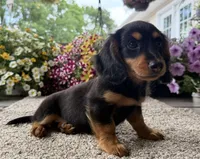 Dexter Boy , a male Miniature Dachshund for sale in Joplin, MO – 8 of 10