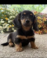 Dash , a male Miniature Dachshund for sale in Joplin, MO – 8 of 8