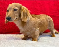 Sammy boy, a male Dachshund for sale in Springfield, MO – Photo 2 of 7